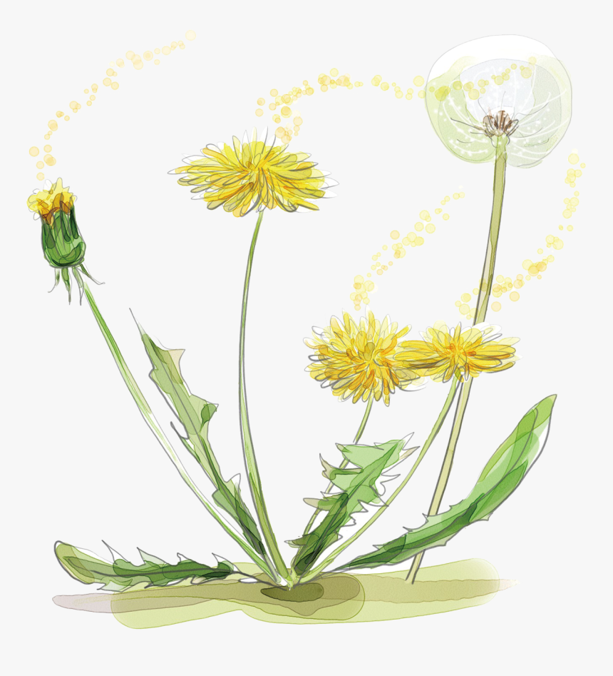 Dandelion Seed Png -watercolor Painting Plant Of Flowers - Dandelion Pen And Watercolour, Transparent Png, Free Download