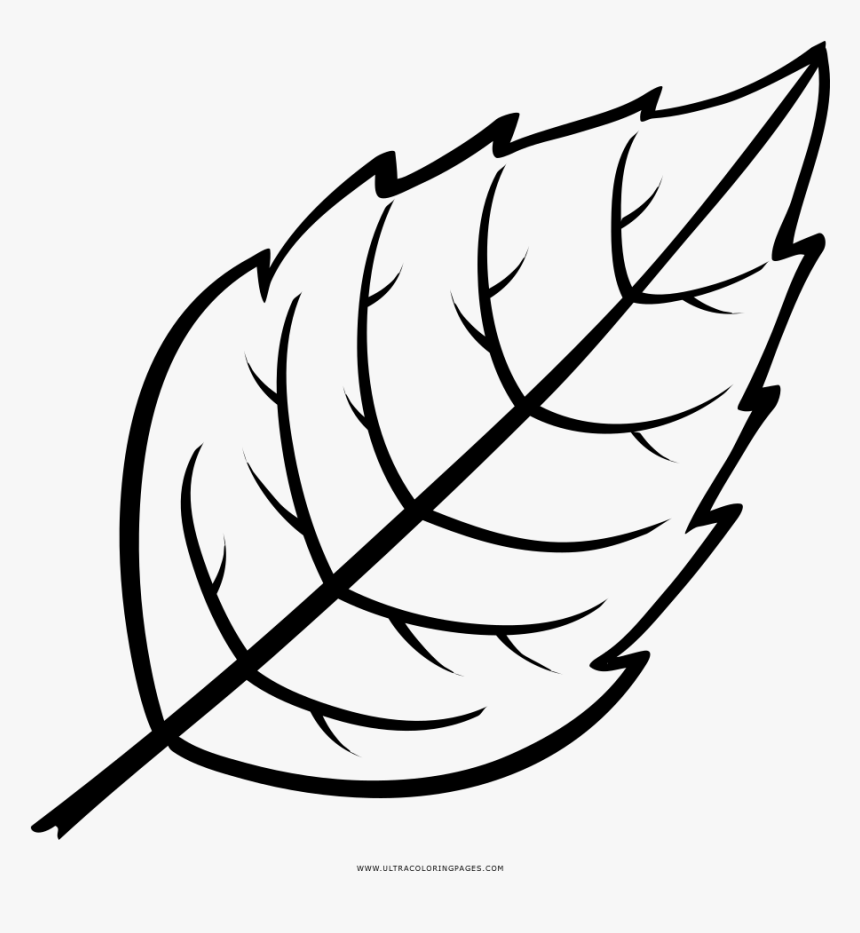 Leaf Coloring Page - Drawing Picture Of Leaf, HD Png Download, Free Download