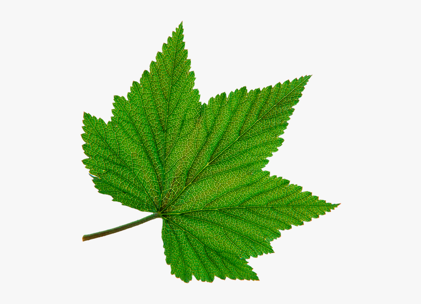 Зеленый Лист, Виноградный Лист, Green Leaf, Grape Leaf, - Листья Винограда Пнг, HD Png Download, Free Download