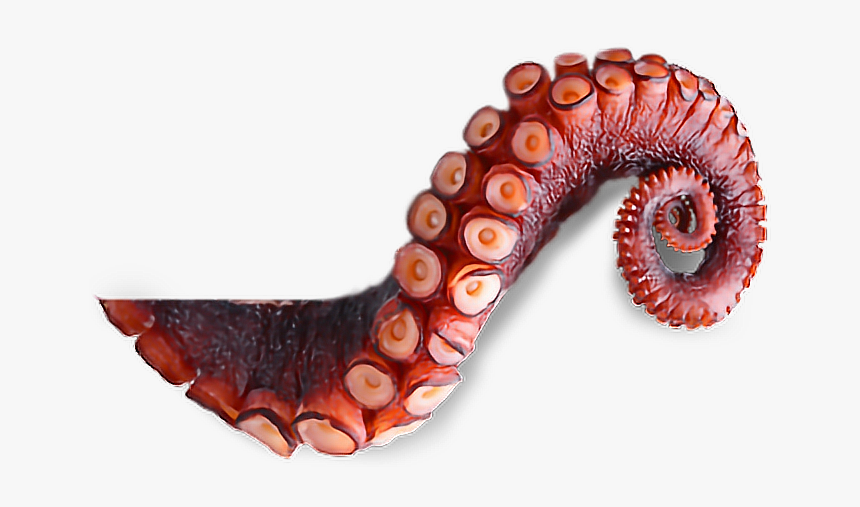 #ftestickers #octopus #tentacles #oceanstickers - Octopus Tentacle Png, Transparent Png, Free Download
