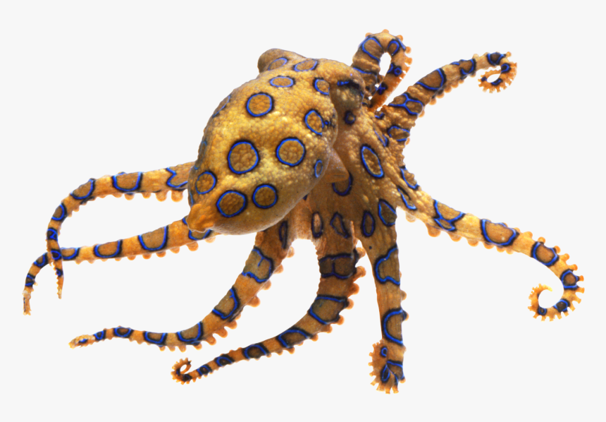 Octopus Transparent Png, Png Download, Free Download