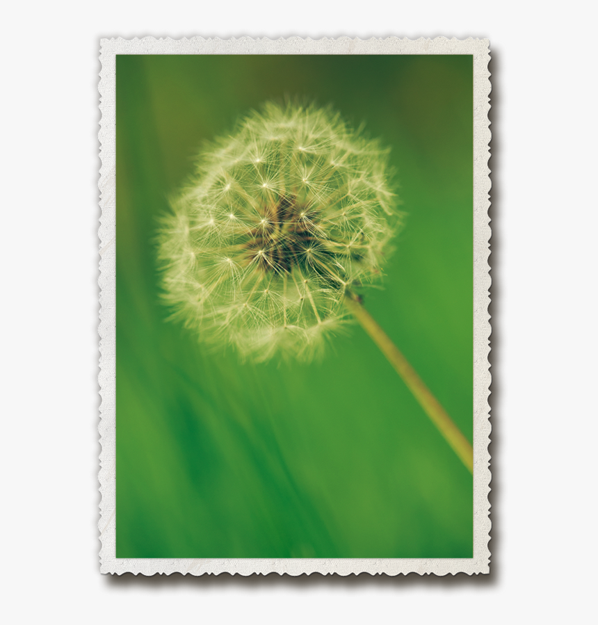 Clip Art Dandelion Fairies Pinterest - Dandelion, HD Png Download, Free Download