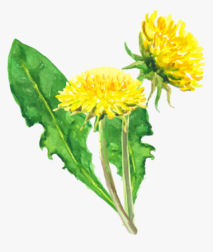 Dandelion, HD Png Download, Free Download