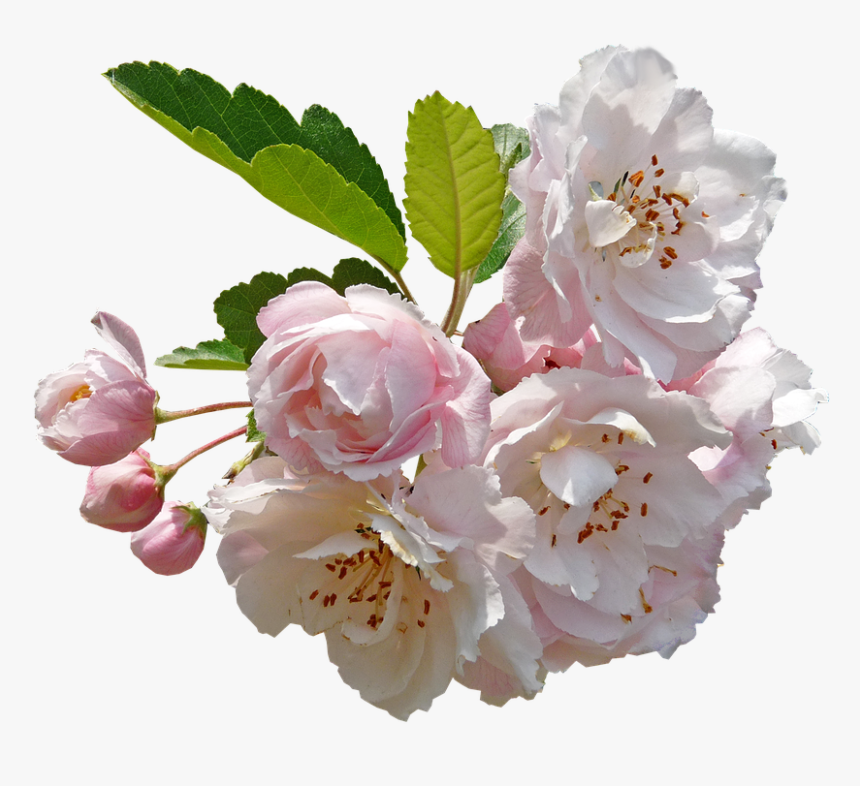 Png Collections At - Transparent Apple Blossom Flower, Png Download, Free Download
