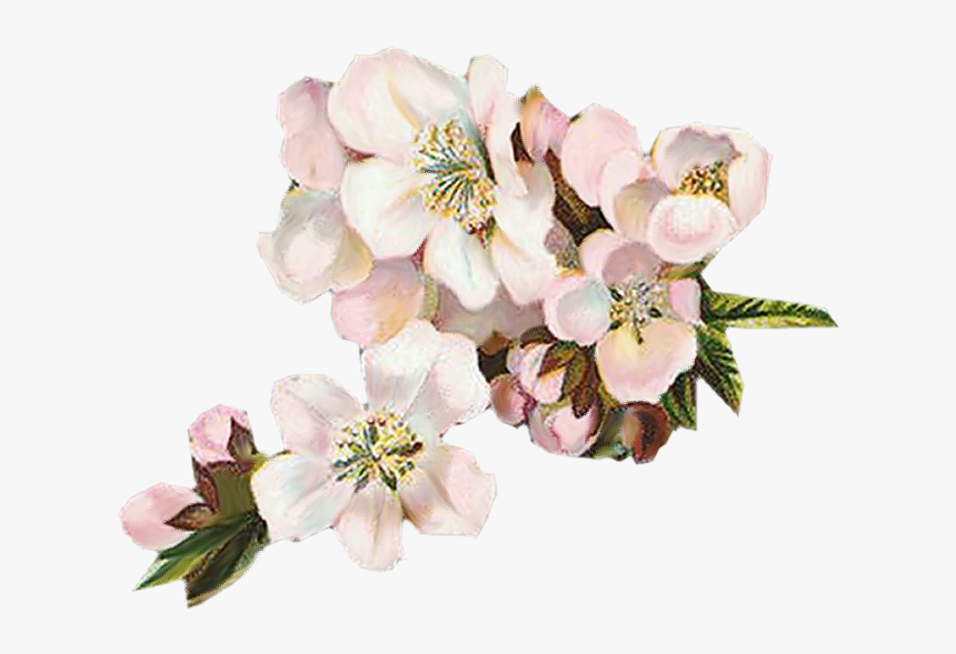 Apple Blossoms Vintageimages Org - Cherry Blossom Vintage Png, Transparent Png, Free Download