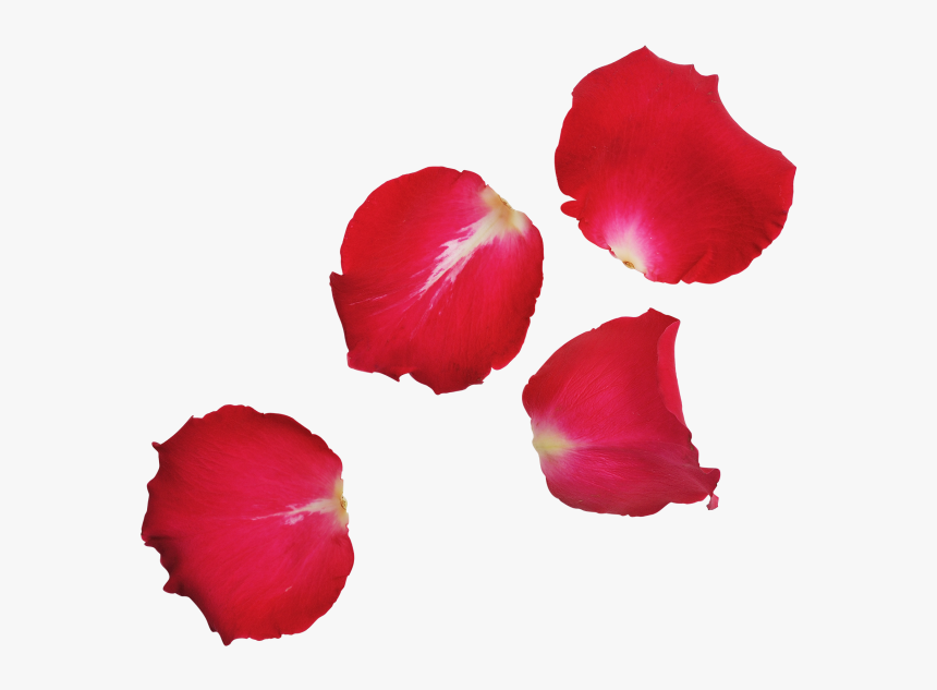 Transparent Red Leaf Png - Transparent Flower Leaf Png, Png Download, Free Download