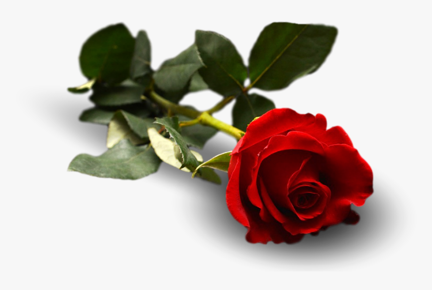 Rose, Flower, Leaf, Floral, Flora - Garden Roses, HD Png Download, Free Download