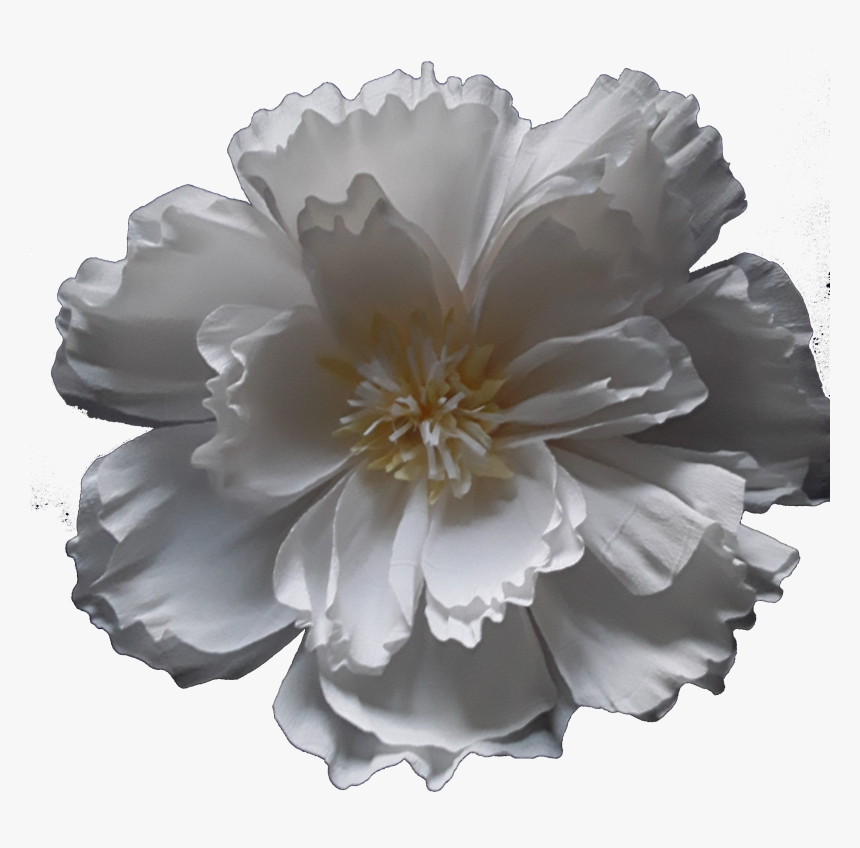 Dahlia, HD Png Download, Free Download