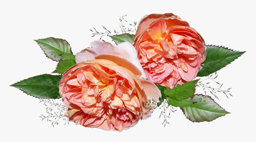 Flower, Rose, Leaf, Floral, Flora - Garden Roses, HD Png Download, Free Download