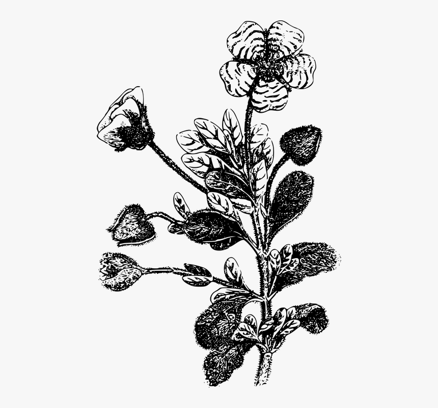 Flower, Leaf, Leaves, Perennial, Plant, Rock Rose - Black Flowers And Leaf Png, Transparent Png, Free Download