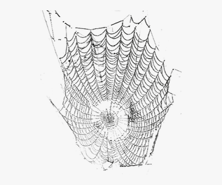 #telaraña #araña - Spider Web, HD Png Download, Free Download
