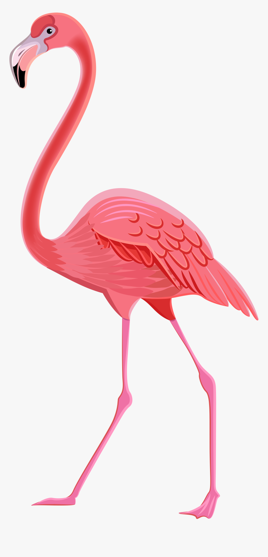 O Flamengo, Clip Arte Png Transparente Galeria De Imagens - Png Transparent Flamingo Png, Png Download, Free Download