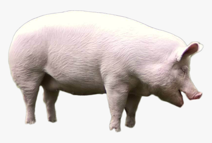 Pig Png Image - Domestic Pig, Transparent Png, Free Download