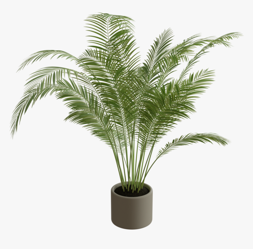 Houseplant, HD Png Download, Free Download