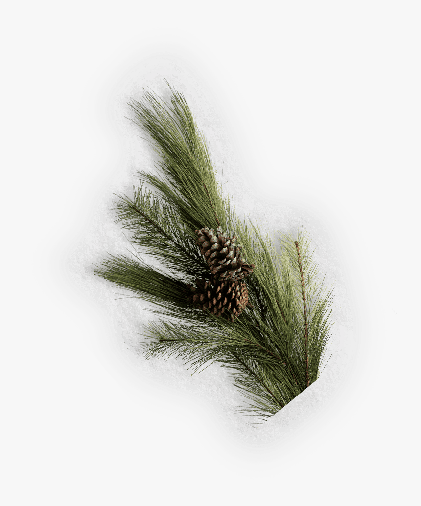 Pond Pine, HD Png Download, Free Download