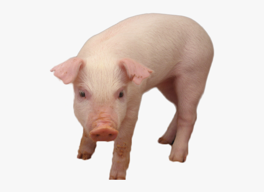 Pig Png Image - Domestic Pig, Transparent Png, Free Download