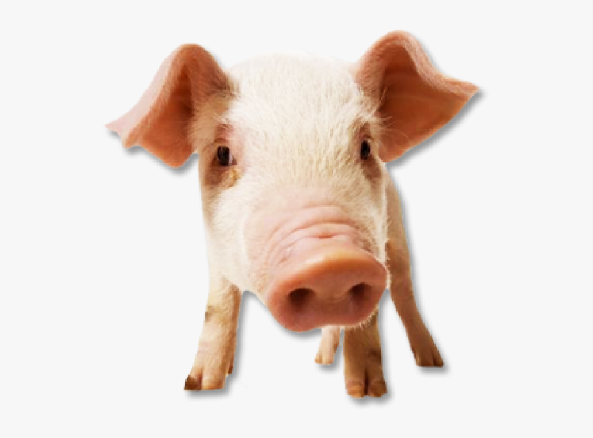 Pig Png Free Download - Imagenes De Cerdos Png, Transparent Png, Free Download