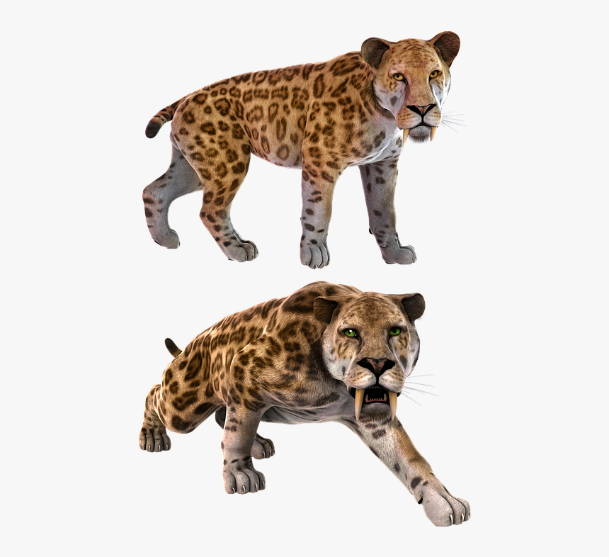 Smilodon, Sabertooth, Sabertoothed, Sabretooth - Saber Toothed Cat Extinct, HD Png Download, Free Download