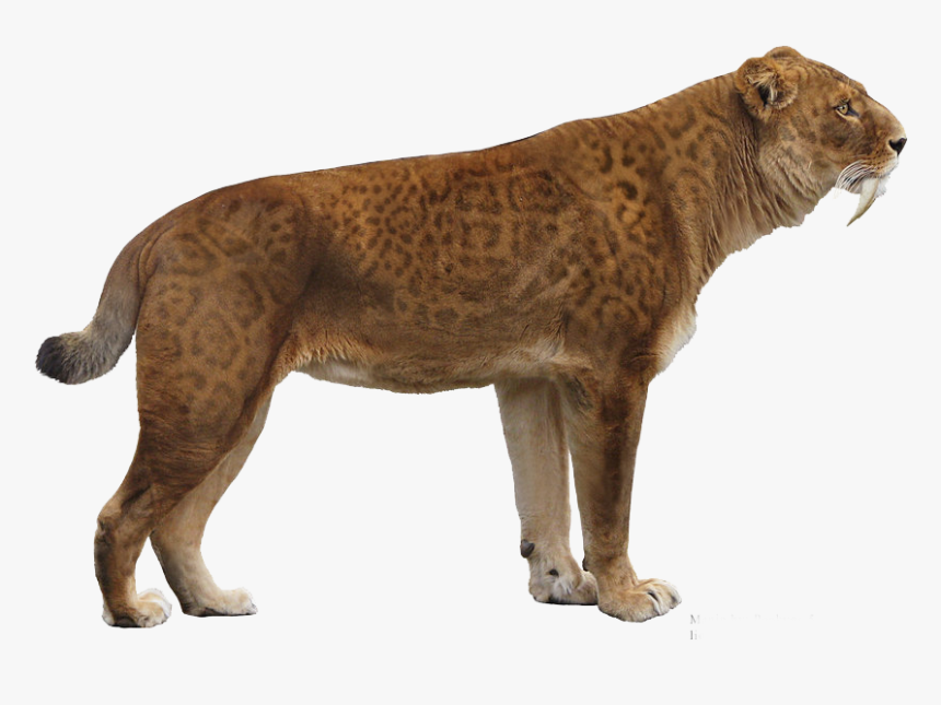 First Things First, Although Smilodon Is Referred To - Transparent Saber Tooth Tiger Png, Png Download, Free Download
