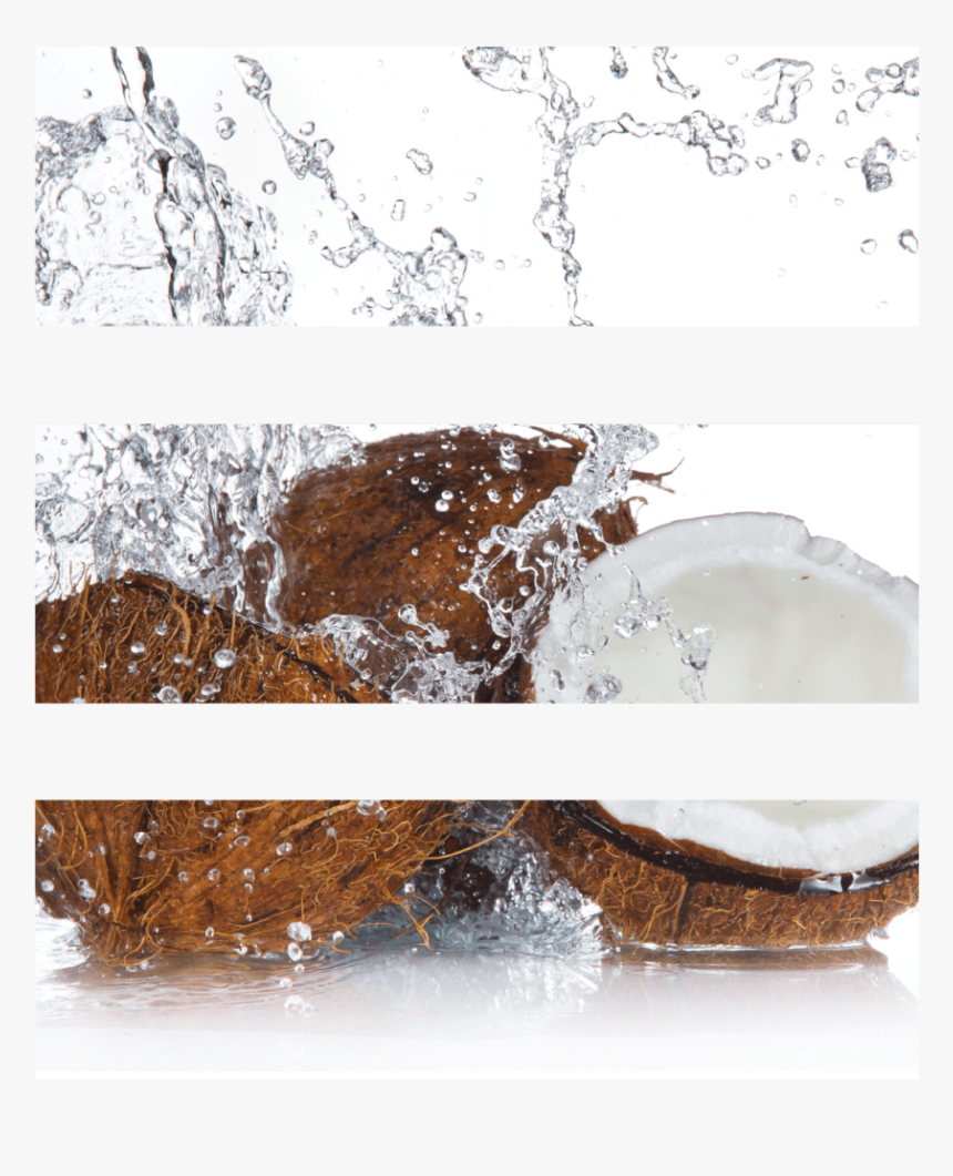 "coconut, HD Png Download, Free Download