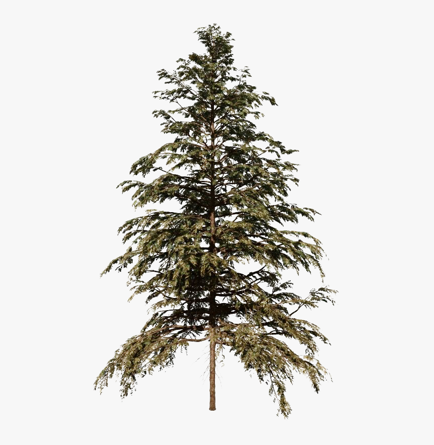 Cedar Tree Png Hd - Speedtree Cedar, Transparent Png, Free Download