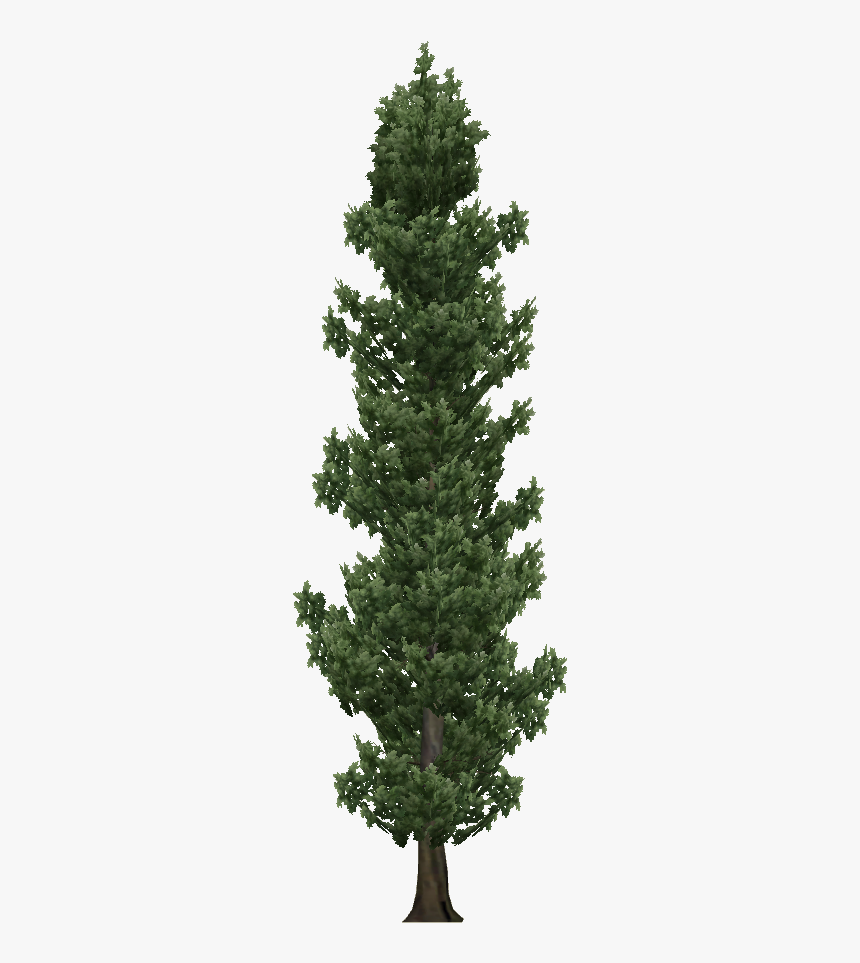Cypress Tree Png, Transparent Png, Free Download