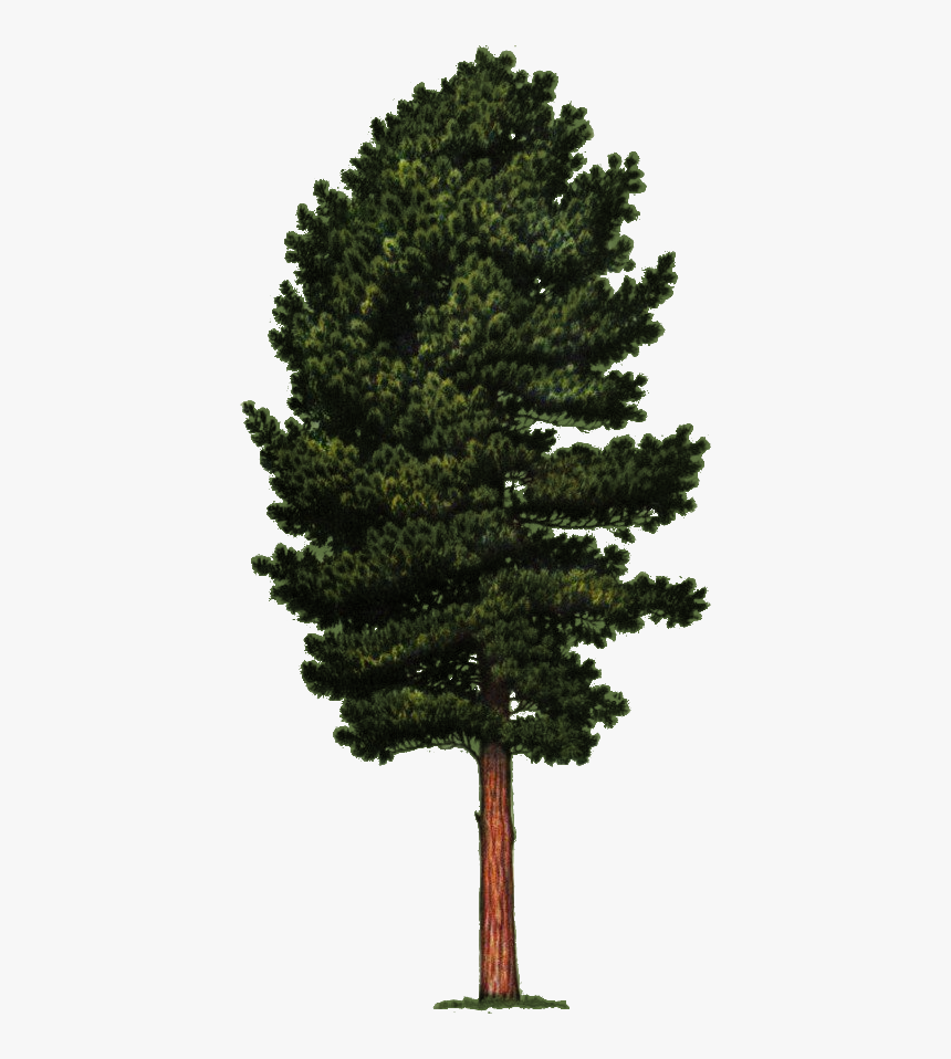 Vector Graphics Clip Art Stock Photography Cedar - Pinus Sibirica, HD Png Download, Free Download