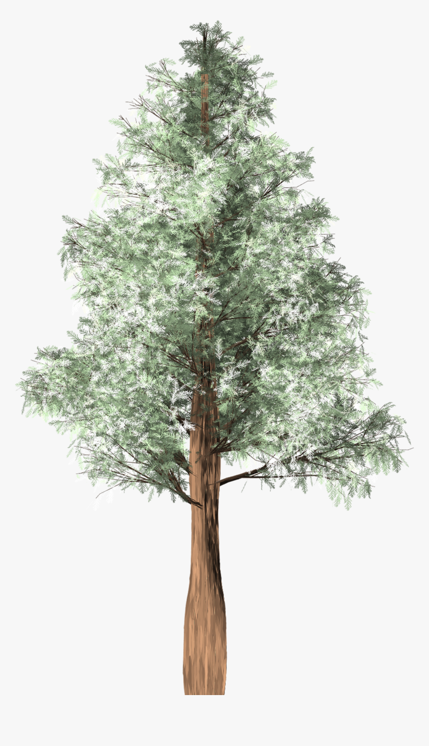 Chilean Tree Png, Transparent Png, Free Download