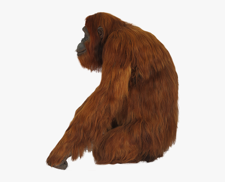 Orangutan Png, Transparent Png, Free Download