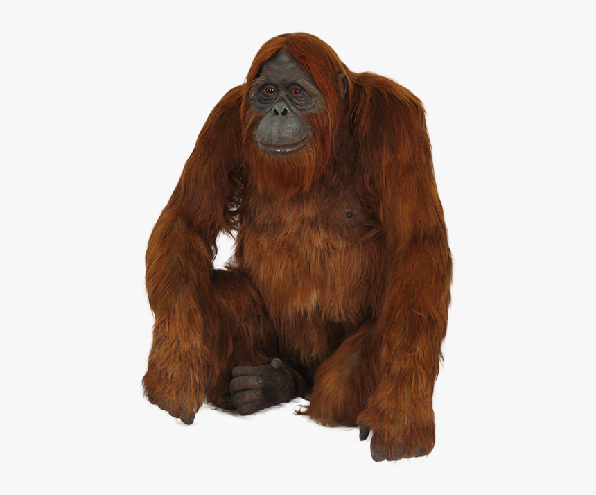 Orangutan Png, Transparent Png, Free Download