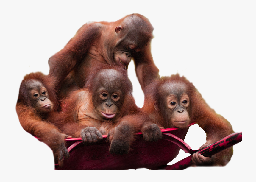 Orangutan Download Png Image - Borneo Orangutan Survival Foundation Bosf Nyaru Menteng, Transparent Png, Free Download