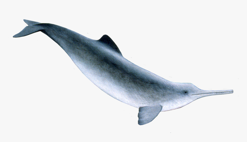 Franciscana Dolphin Clipart Transparent Stock - Ganges River Dolphin Png, Png Download, Free Download