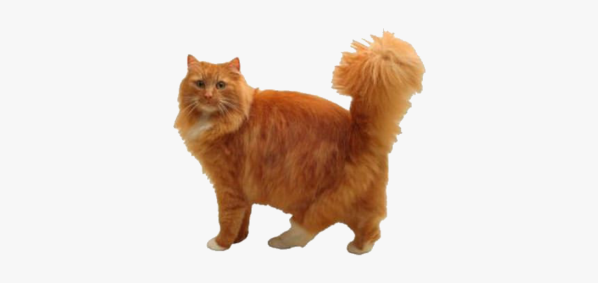 Orange Cat Long Fur, HD Png Download, Free Download