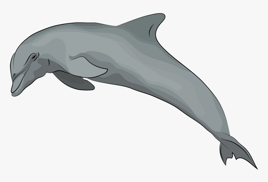 Common Bottlenose Dolphin, HD Png Download, Free Download