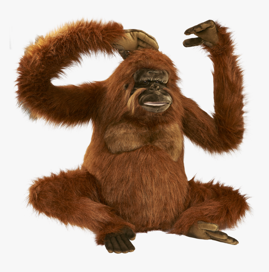 Orangutan Png, Transparent Png, Free Download