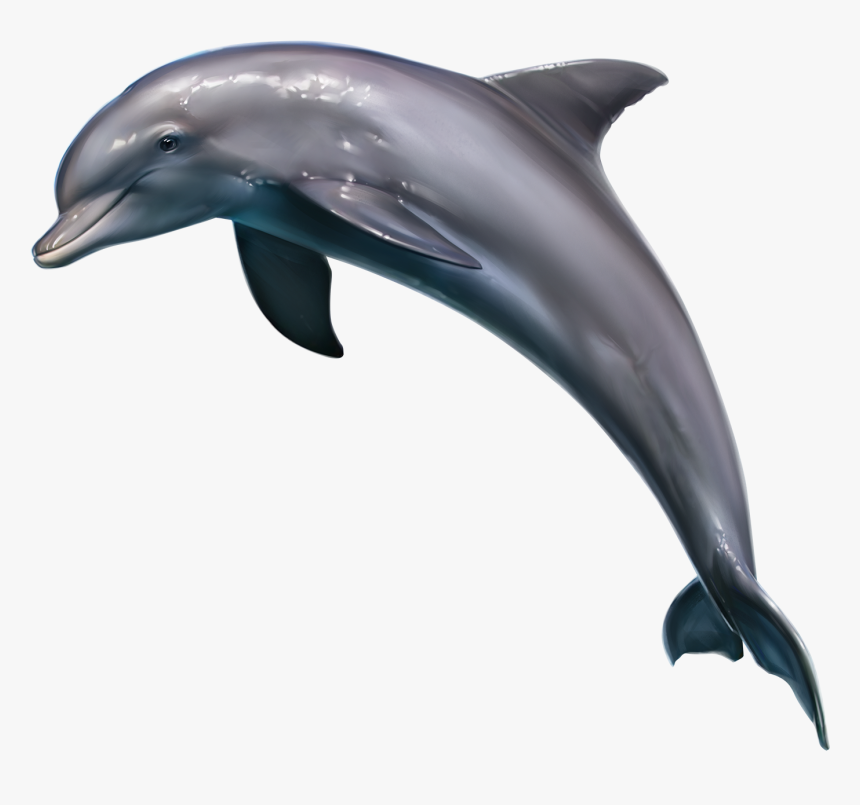 Clipart Dolphin Realistic - Realistic Outline Of Dolphins, HD Png Download, Free Download