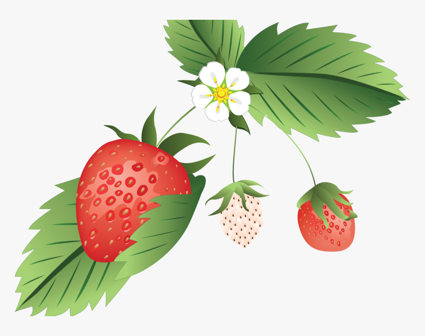 Strawberry Growth Stages Design Vector Illustration - Strawberry, HD Png Download, Free Download