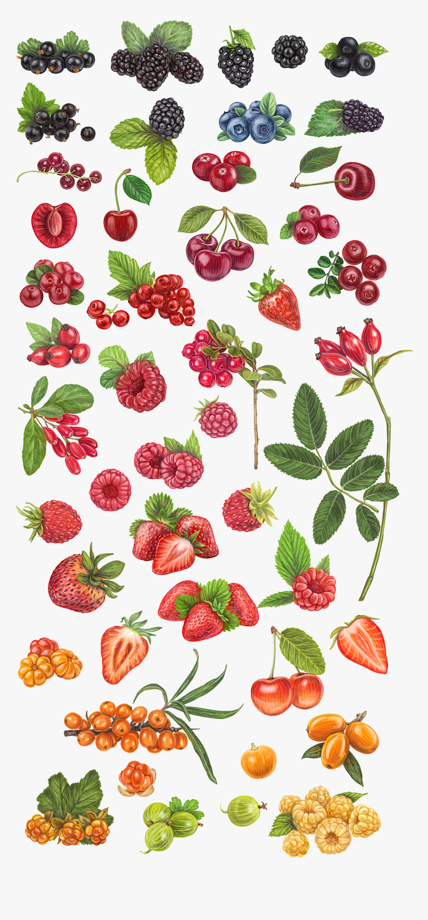 Strawberry Vectoe, HD Png Download, Free Download