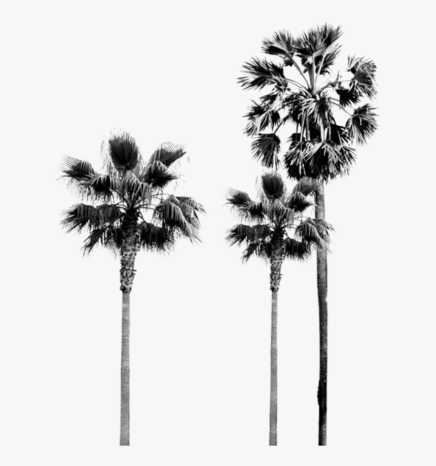 Palm Tree, HD Png Download, Free Download