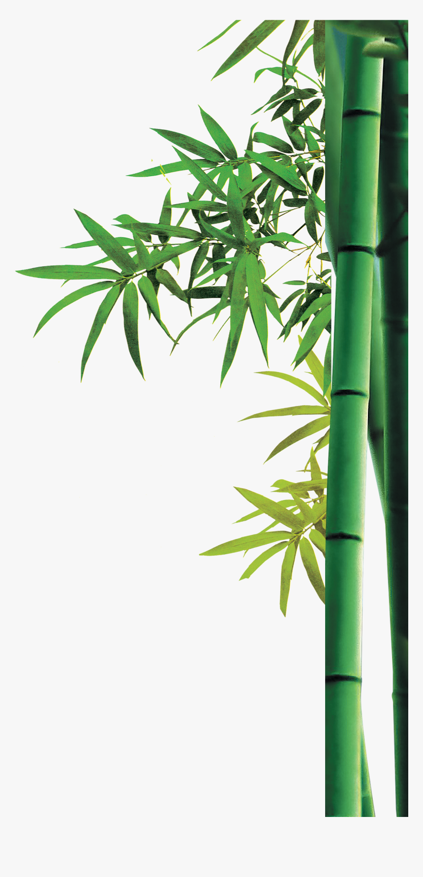 Bamboo Png Images Free Download - Png Transparent Background Bamboo Png, Png Download, Free Download