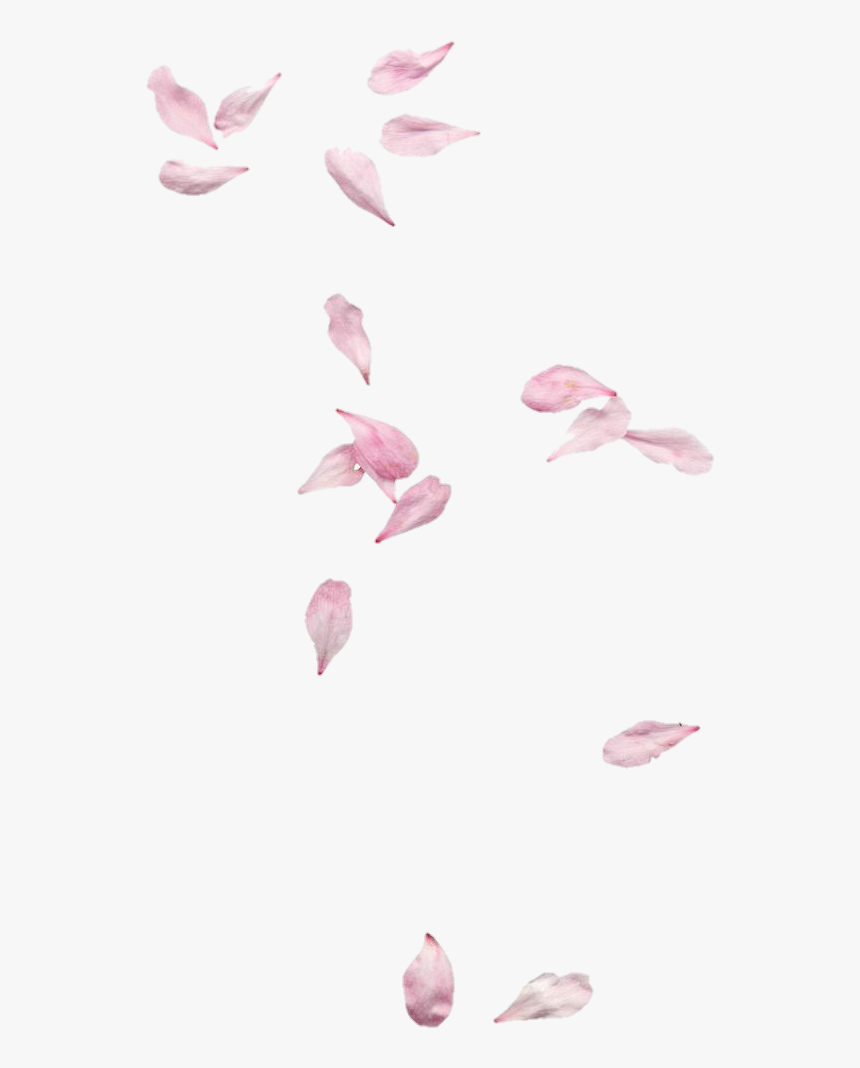 Floating Petals, HD Png Download, Free Download