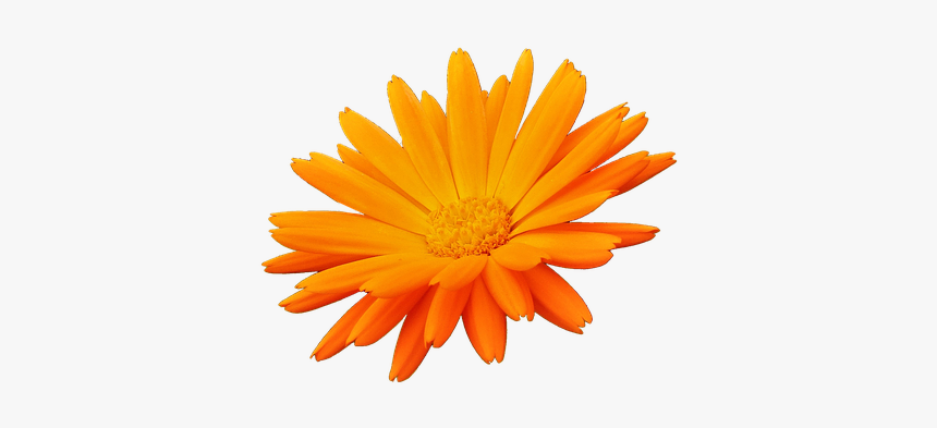 Flor, Orange, Pétalos De Color Naranja, Naturaleza - Petalos Naranjas Png, Transparent Png, Free Download