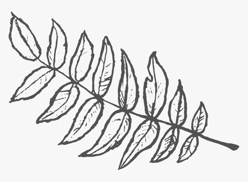 Leaf - Left - Dgrey - Sketch, HD Png Download, Free Download