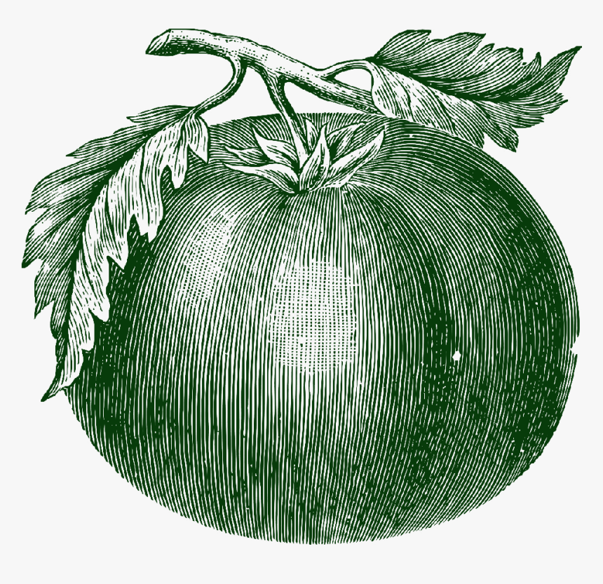 Drawing Tomato Illustration, HD Png Download, Free Download
