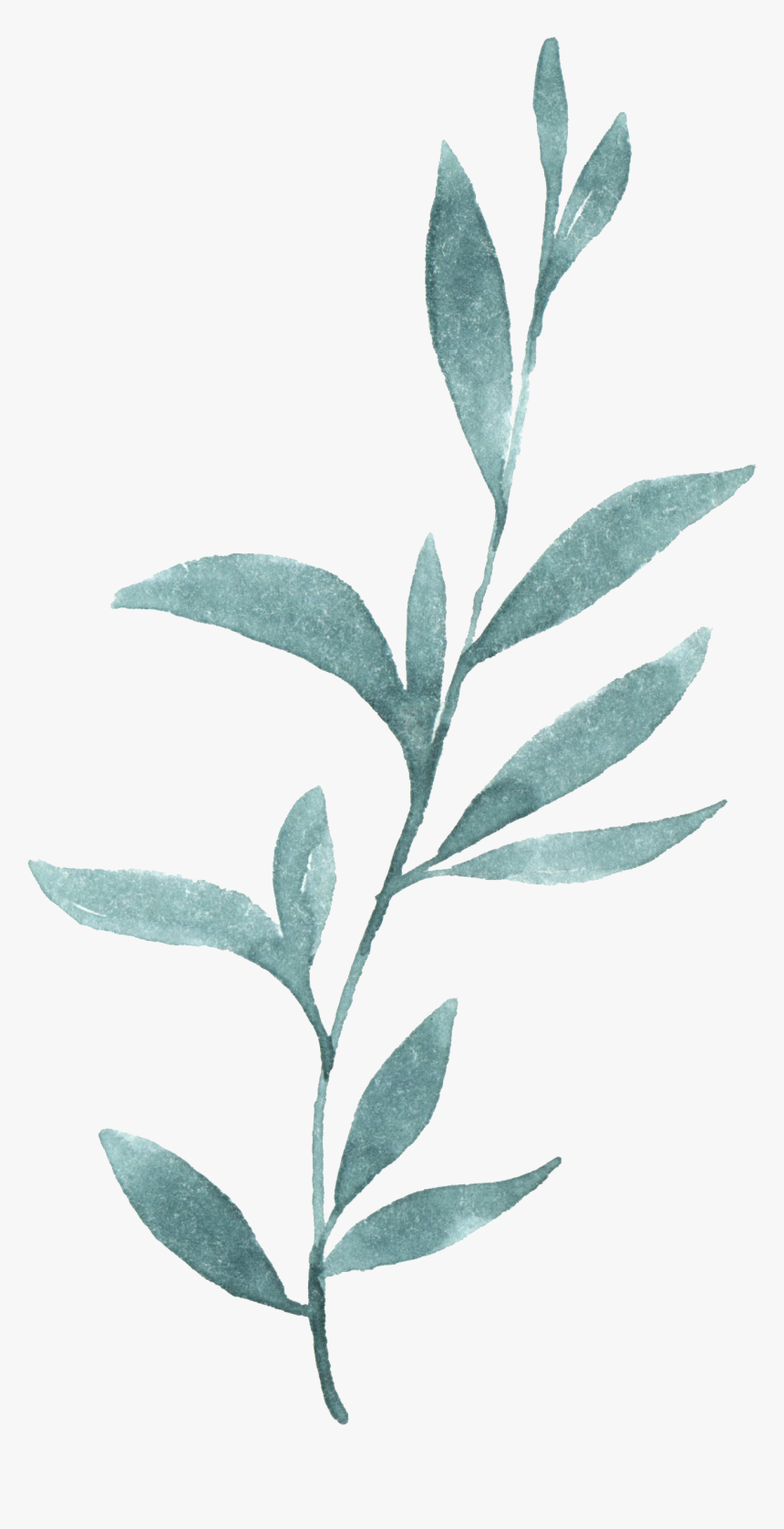 Russian Olive, HD Png Download, Free Download