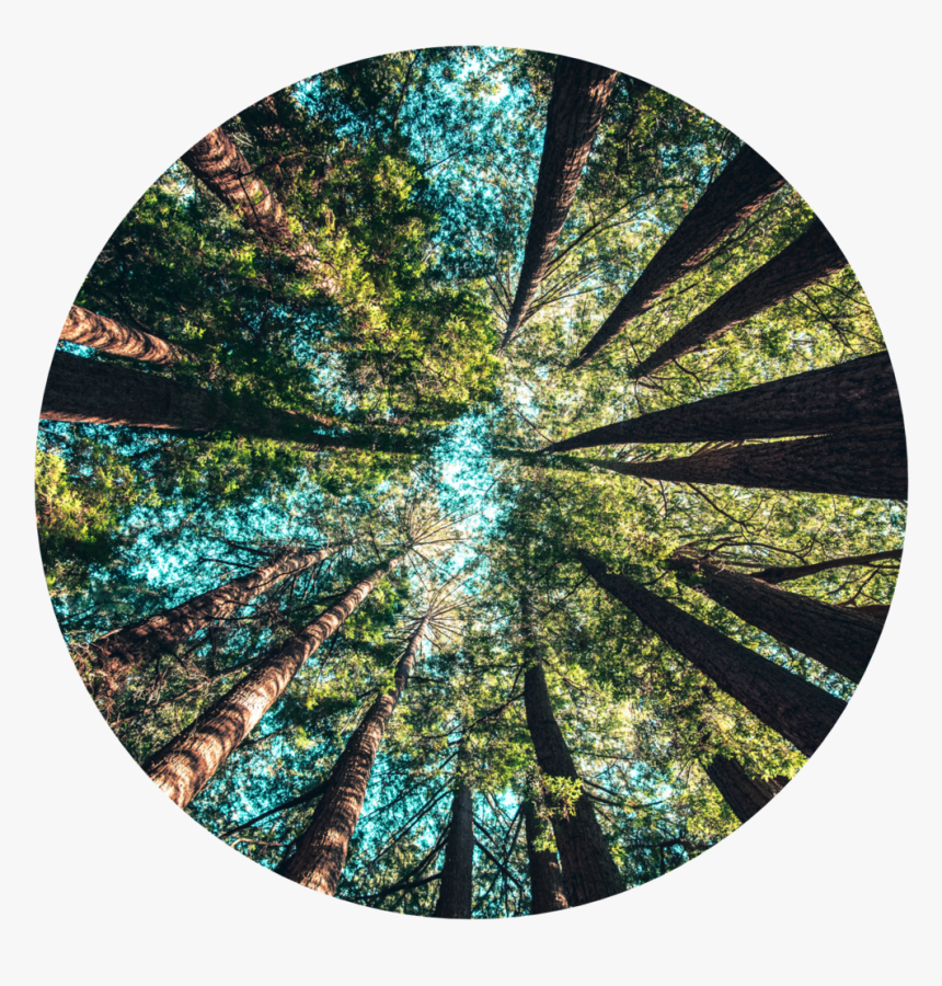 Web Circles Lg3 - Shy Trees, HD Png Download, Free Download