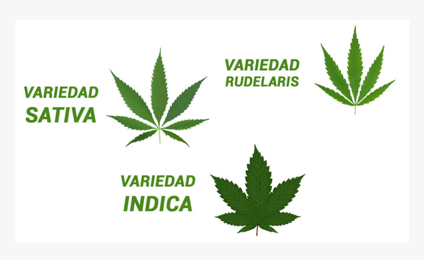 Cannabis Leaf, HD Png Download, Free Download