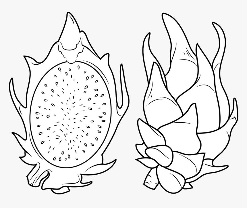 Dragon Fruit Clipart Dragon Fruit Coloring Pages  Illustration, HD Png