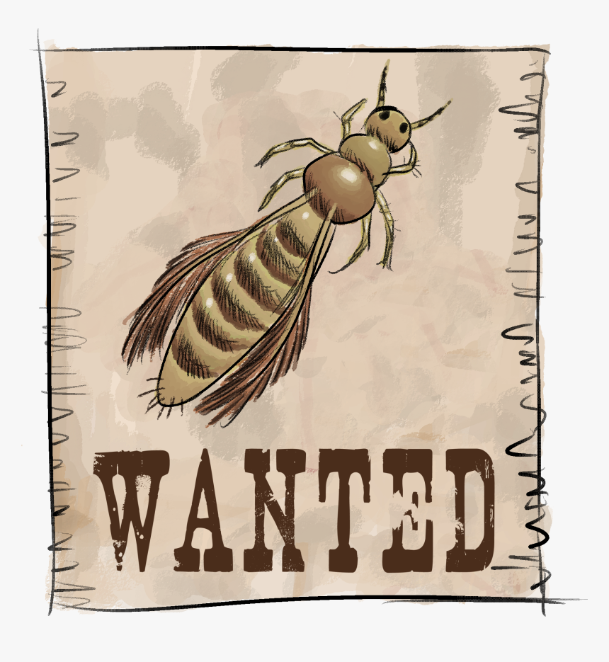 Cartel-trip - Wanted Poster Template Transparent, HD Png Download, Free Download