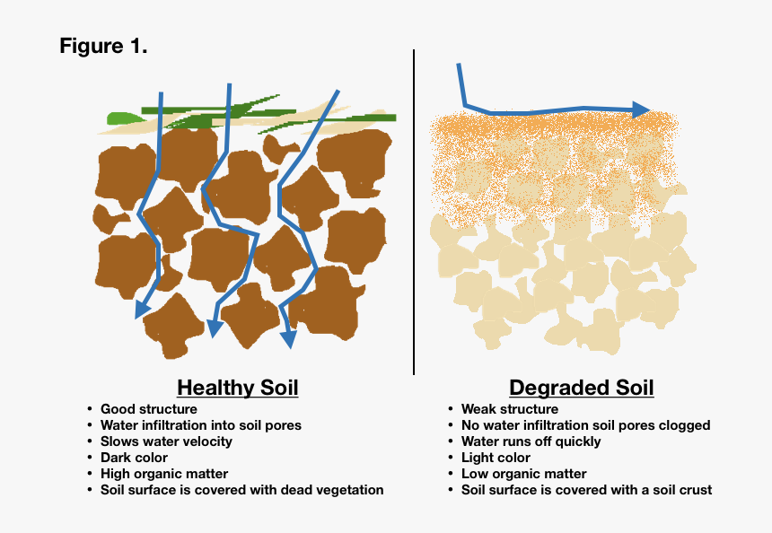 Структурные и бесструктурные почвы. Soil structure. Структурные и без структурные почвы. Soil degradation.